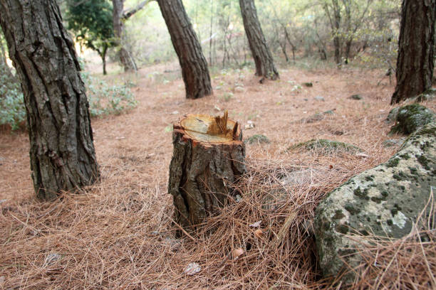 Best Emergency Tree Removal  in Edwardsville, PA