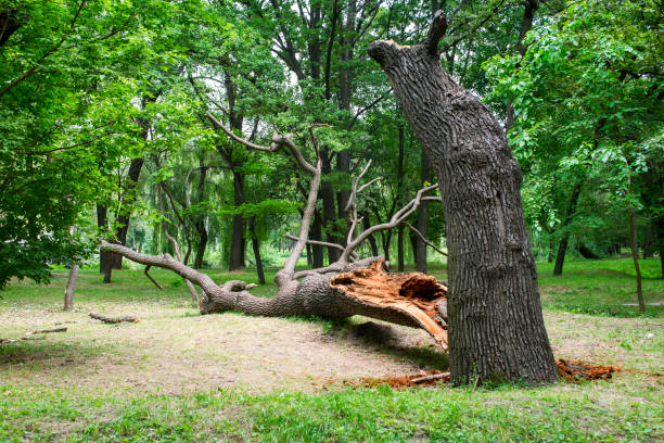  Edwardsville, PA Tree Care Pros