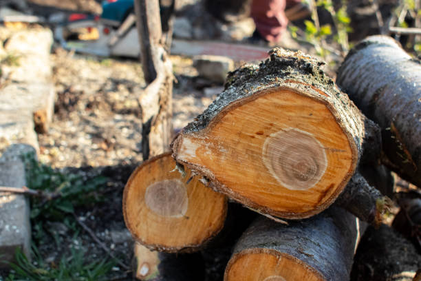 Edwardsville, PA Tree Care Company