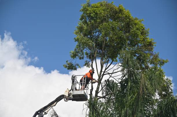 How Our Tree Care Process Works  in  Edwardsville, PA