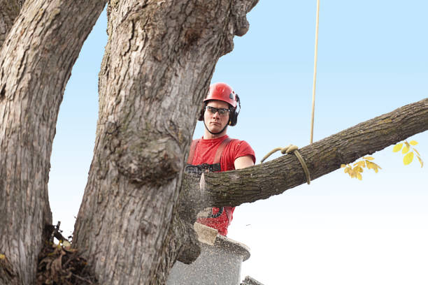 Best Leaf Removal  in Edwardsville, PA